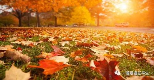 秋天爸爸最新爆料图片,爸爸与孩子的甜蜜互动，定格美好时光